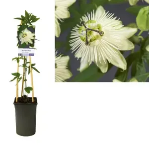 Klimplant Passiflora Snow Queen - Witte Passiebloem