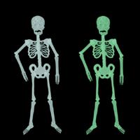 Lichtgevende skelet Halloween activiteit rekwisieten Bar Haunted House decoratie leveringen fluorescerende skelet grootte: klein (35cm)