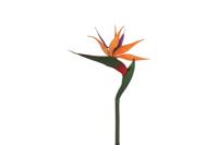 Decostar zijdebloem Strelitzia 84 cm oranje