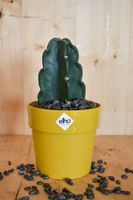 Knuffelcactus in okerkleurige pot Elho - Warentuin Natuurlijk