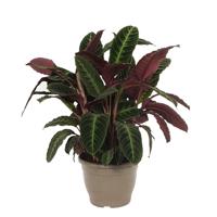 Calathea Warscewiczii (Livingplant) P 32 cm Calathea Warscewiczii (Livingplant) P 32 cm
