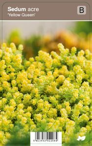 Vips Sedum acre Yellow Queen - Muurpeper