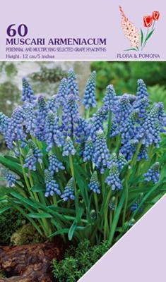 Muscari Armeniacum 60 bollen