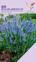 Muscari Armeniacum 60 bollen