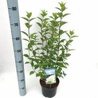 Hydrangea Paniculata "Limelight"® pluimhortensia - 25-30 cm - 1 stuks