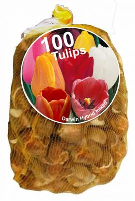 Tulpen Darwin Mix (XL-Verpakking)