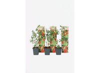 Goji bessen - set van 3