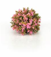 Decobol pink - Biorb
