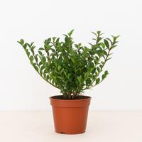 Ilex crenata Jenny - P10 Ilex crenata Jenny - P10