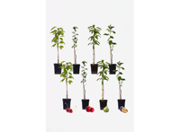 8 Winterharde fruitbomen: Kers, Pruim, Appel en Peer