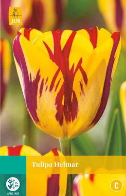 Tulipa Helmar - Jub