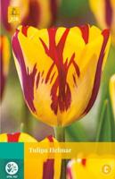 Tulipa Helmar - Jub