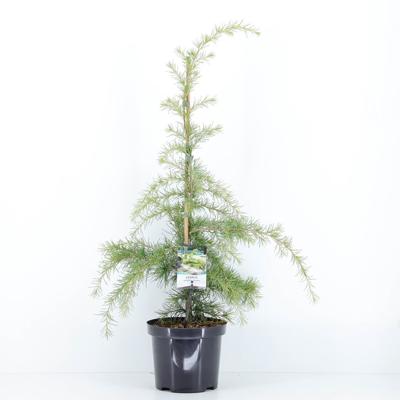 Cedrus deodara aurea 75 cm - Warentuin natuurlijk