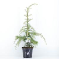 Cedrus deodara aurea 75 cm - Warentuin natuurlijk Cedrus deodara aurea 75 cm - Warentuin natuurlijk