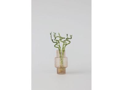 Lucky Bamboo stems - set of 6