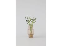 Lucky Bamboo stems - set of 6