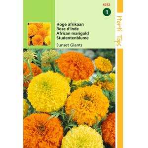 2 stuks Tagetes Erecta Sunset Giants Gem.