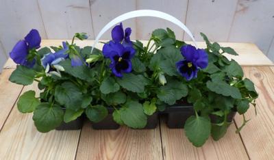 Grootbollige violen blauw 6 stuks - Warentuin natuurlijk