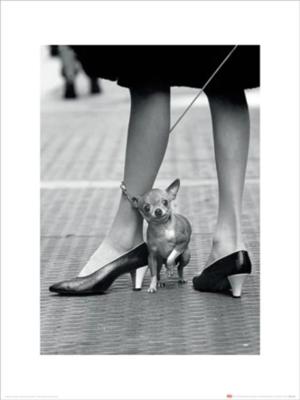 Kunstdruk Time Life - Chihuahua 30x40cm