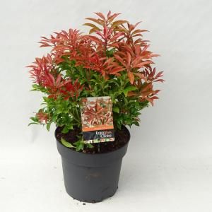 Rotsheide (Pieris Japonica “Mountain Fire”) heester - 30-40 cm (C4.5) - 9 stuks