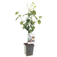 Prunus domestica Victoria Pruim Patio fruitplant Fruithof - Fruithof