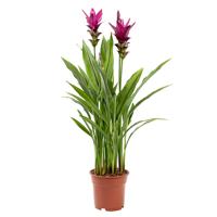 Curcuma plant roze - Siamese Tulp - P19