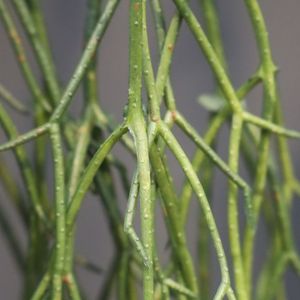 Rhipsalis Micrantha kunsthanger 55cm