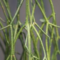 Rhipsalis Micrantha kunsthanger 55cm - thumbnail