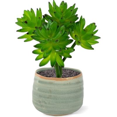 Echeveria kunst vetplant