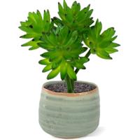 Echeveria kunst vetplant