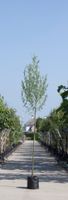 Witte wilg Salix alba h 350 cm st. omtrek 12 cm - Warentuin Natuurlijk - thumbnail