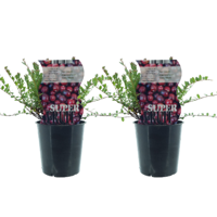 Vaccinium Early Black (Cranberry) - 2 stuks - Ø12cm - ↕30cm Vaccinium Early Black (Cranberry) - 2 stuks - Ø12cm - ↕30cm