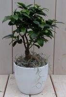 Bonsai Ficus microcarpa witte pot 30 cm - Warentuin Natuurlijk