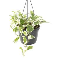 Epipremnum Aureum N&apos;joy (Variegated) - P 18 cm
