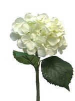 Hydrangea Artist cream 48cm