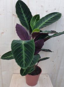 Calathea Warscewiczii Pauwenplant groot blad paarse onderkant 60 cm - Warentuin Natuurlijk