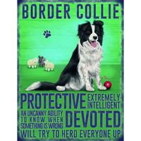 Metalen wand bord Bordercollie   -