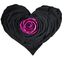 Longlife Rozenhartje zwart roze Longlife Rozenhartje zwart roze