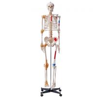 VEVOR Menselijk skeletmodel voor anatomie, 182 cm levensgroot, nauwkeurig PVC-anatomie-skeletmodel met ligamenten, beweegbare armen, benen en kaken, met spieroorsprong en invoegpunten