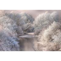 Fotobehang - Frozen Forrest 384x260cm - Vliesbehang - thumbnail