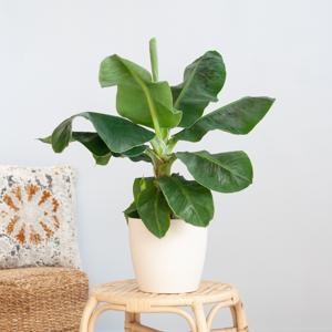 Musa Dwarf Cavendish - Bananenplant - P21
