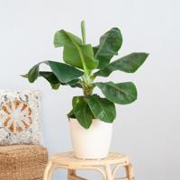 Musa Dwarf Cavendish - Bananenplant - P21