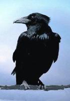 Crow (kraai)
