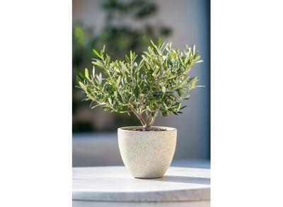 Bonsai Olive tree in bowl