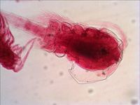 Levenhuk N18 NG preparatenset Glas Microscoopglaasje - thumbnail