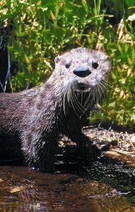 Otter