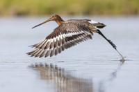 Vogelfotografie en Weidevogelbeleving Vogelfotografie en Weidevogelbeleving