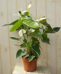 Flamingoplant Anthurium wit 60 cm - Warentuin natuurlijk