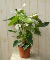 Flamingoplant Anthurium wit 60 cm - Warentuin natuurlijk