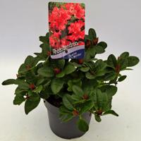 Dwergrhododendron